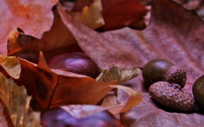One Acorn